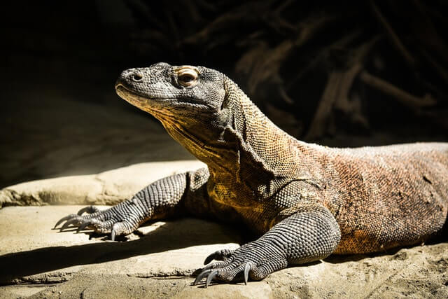 dragón de komodo marrón y gris