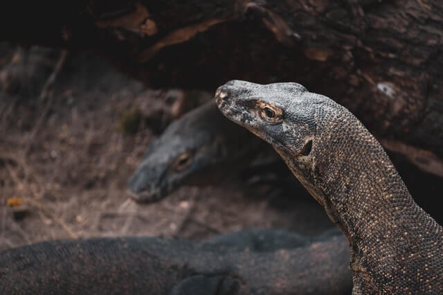 imagen dragón de komodo