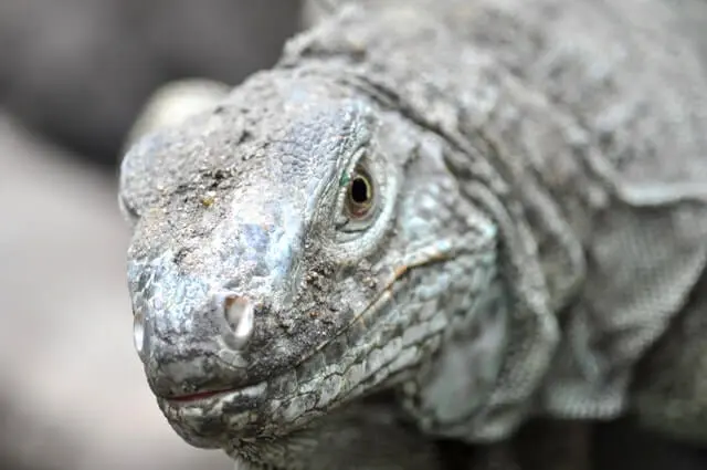 Dragón De Komodo Gris
