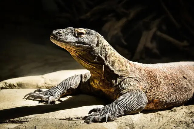 Dragón De Komodo Marrón Y Gris